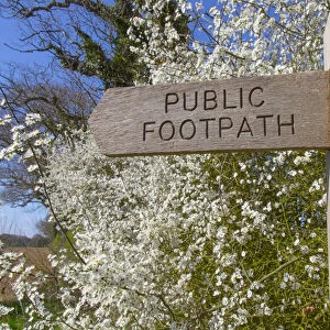 Footpath sign in Norfolk countryside with Blackthorn hedgerow (Prunus spinosa) in flower
