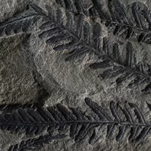 Fossil leaves of seed ferns, a kind of extinct plant, Joggins Fossil Cliffs UNESCO