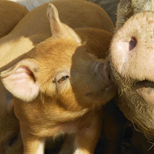 Free range organic piglet sniffing mother, Wiltshire, UK