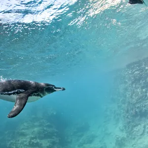 Galapagos penguin (Spheniscus mendiculus) underwater, Bartholome Island, Galapagos Islands