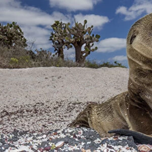 Galapagos sea lion (Zalophus wollebaeki) pup on beach, Floreana Island, Galapagos