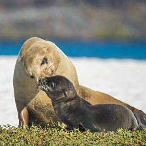 Galapagos sea lion (Zalophus wollebaeki) female and pup, Punta Albemarle, Isabela Island