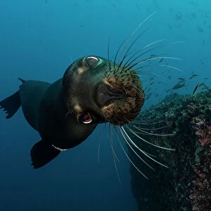 Galapagos sea lion (Zalophus wollebaeki) diving, Wolf Island, Galapagos Islands, Pacific Ocean