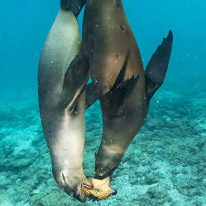 Galapagos sea lions (Zalophus wollebaeki) sub adult males playing with starfish