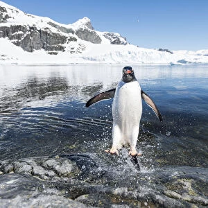 Gentoo Penguin (Pygoscelis papua) coming in from the sea, Cuverville Island, Antarctic Peninsula