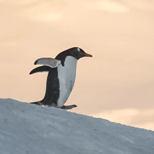 Gentoo Penguin (Pygoscelis papua) Wiencke Island, Antarctic Peninsula, Antarctica