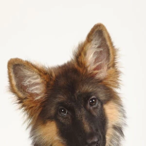 German Shepherd / Alsatian, puppy, 4 months, portrait with head tilted to one side
