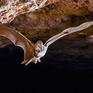 Megadermatidae Collection: Ghost Bat