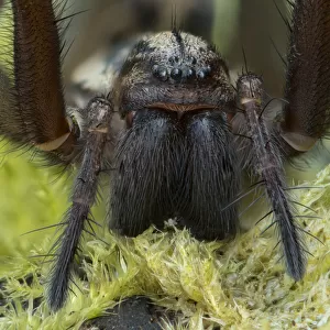Spiders Photographic Print Collection: Giant House Spider