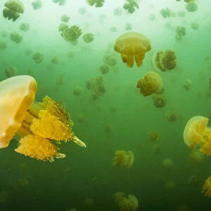 Golden jellyfish (Mastigias sp. ) swarm in a marine lake, Jellyfish Lake, Eil Malk island