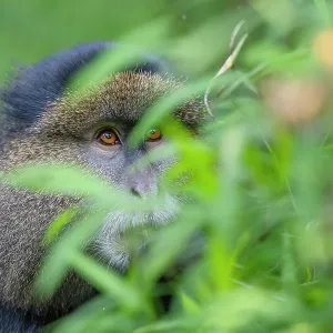 Golden monkey head portrait print, Mgahinga Gorilla National Park Golden monkey head portrait print, Mgahinga Gorilla National Park