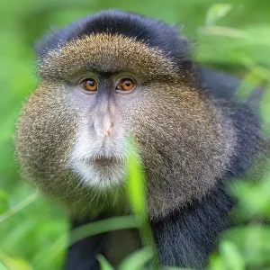 Golden Monkey Head Print, Mgahinga Gorilla National Park Golden Monkey Head Print, Mgahinga Gorilla National Park
