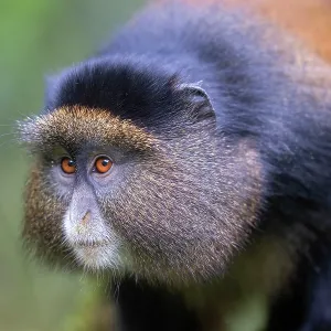 Golden Monkey Portrait Print Golden Monkey Portrait Print