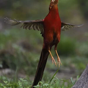Golden pheasant (Chrysolophus pictus) male jumping, Yangxian Biosphere Reserve, Shaanxi