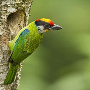 Asian Barbets Collection: Golden Throated Barbet