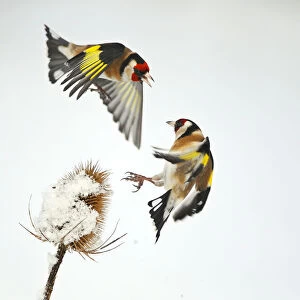 Two Goldfinches (Carduelis carduelis) squabbling over Common teasel (Dipsacus fullonum)