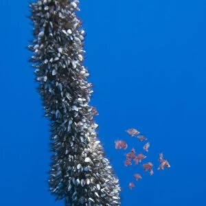 Gooseneck barnacles on a drifting rope and a small shoal of Boarfish (Capros aper) seeking shelter