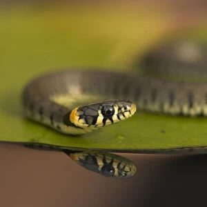 Grass Snake (Natrix natrix) on a lily pad. Leicestershire, UK, September