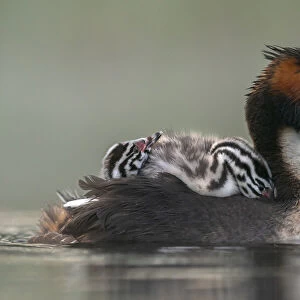 Great crested grebe (Podiceps cristatus) adult with young on nthe back busy with