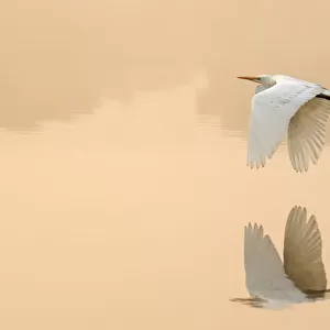 Great egret (Ardea alba) flying across lake, Ranthambhore National Park, India