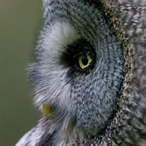 Owls Poster Print Collection: Boreal Owl
