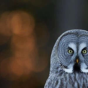 Great grey owl (Strix nebulosa) head portrait, Kuusamo, Finland, March