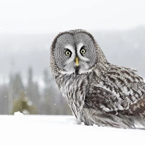Great grey owl (Strix nebulosa) in snow, portrait. Kuhmo, Finland. February