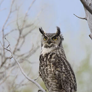 Great Horned Owl (Bubo virginianus) adult female portrait, Sublette County, Wyoming