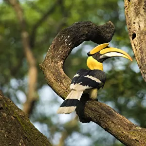 Great Indian Hornbill (Buceros bicornis) in forest habitat, Tamil Nadu, Western Ghats