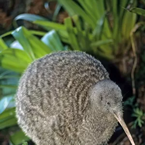 Kiwis Collection: Great Spotted Kiwi