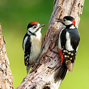 Great spotted woodpecker (Dendrocopos major) male parent feeding juvenile. Germany. June