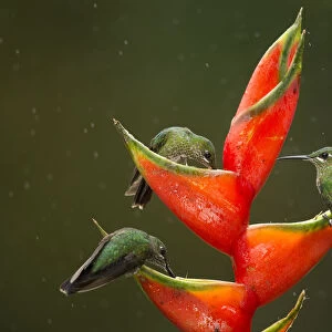 Hummingbirds Collection: Green Fronted Hummingbird