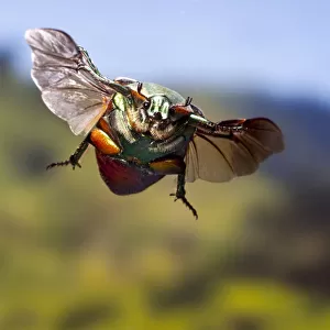 Green june beetle (Cotinis nitida) in flight Williamson County, Texas, USA Controlled conditions