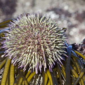 Green sea urchin (Psammechinus miliaris) Channel Islands, UK March