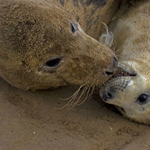 Grey seal (Halichoerus grypus), mother and young interacting on beach, UK
