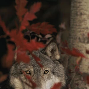 Grey wolf portrait with autumn leaves {Canis lupus} captive, USA