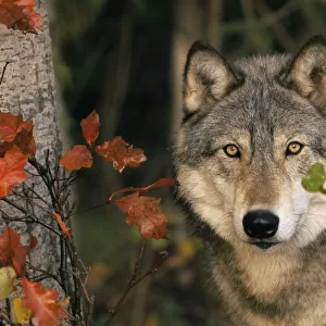 Grey wolf portrait {Canis lupus} USA captive