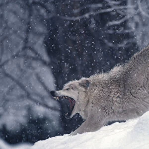 Grey wolf stretching & yawning (Canis lupus) captive