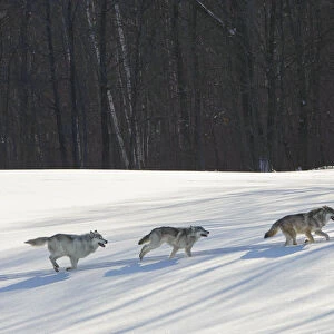Grey wolves running in snow (Canis lupus), Minnesota, USA. January