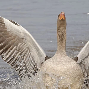 Greylag goose (Anser anser) landing with its wings and head raised to chase off another