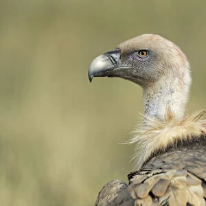 Griffon vulture (Gyps fulvus) portrait, Serra de Beumort, Gerri de la Sal, Catalonia