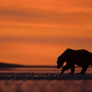 Grizzly Bear (Ursus arctos) silhouetted at dawn, Lake Clarke National Park, Alaska
