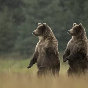 Grizzly Bears (Ursus arctos) standing in heavy rain, Lake Clarke National Park, Alaska