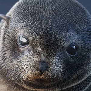 Guadalupe fur seal (Arctocephalus townsendi) pup, Guadalupe Island Biosphere Reserve