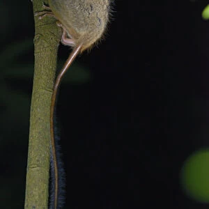 Gurskys spectral tarsier (Tarsius spectrumgurskyae) North Sulawesi