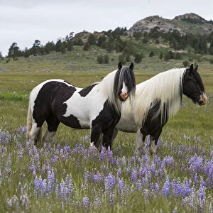 Two Gypsy vanner geldings in wildflower pastures, Wyoming, USA. June 2014