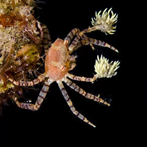 Hawaiian pom-pom / boxer crab (Lybia edmondsoni)with anemones (Triactis sp) that