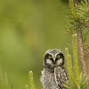 Hawk Owl perched (Surnia ulula), Finland, June