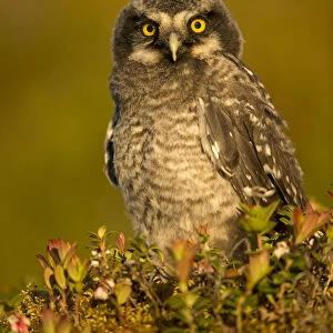 Hawk Owl young (Surnia ulula), Finland, June