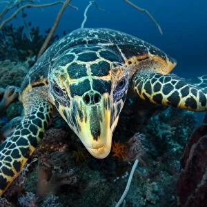Hawksbill turtle (Eretmochelys imbricata) cloze up on coral reef, Raja Ampat, West Papua, Indonesia, Pacific Ocean